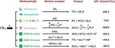 How methanotrophs respond to pH: A review of ecophysiology